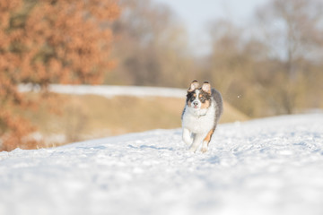 Border Collie Welpe spielt im Schnee