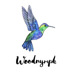 hand drawn watercolor isolated bird Woodnymph with handwritten w