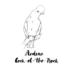 hand drawn watercolor isolated bird Andean Cock of the Rock with