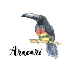 hand drawn watercolor isolated bird Aracari with handwritten wor