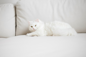 White fluffy cat lying on the sofa
