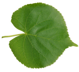 Obraz premium Linden leaf