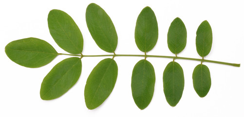 Acacia leaves