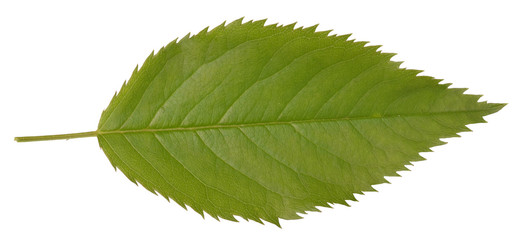 green leaf