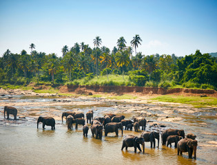Elephants bathing. Sri lankan elephants in the river