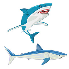 shark. vector illustration