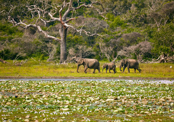 Elephants family in wild nature. Yala National Park. Sri Lanka