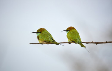 Two green birds on the branch