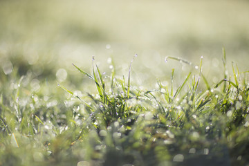 Morning dew on the green grass