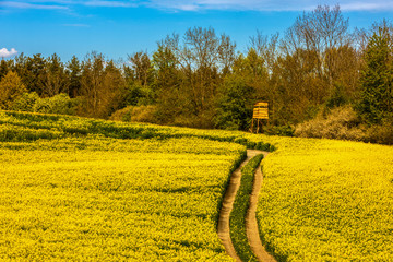 Mazury-kwitnienie rzepaku © Janusz Lipiński