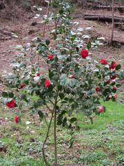 Ancient japanese cultivar of Camellia japonica flower . Evergreen shrub