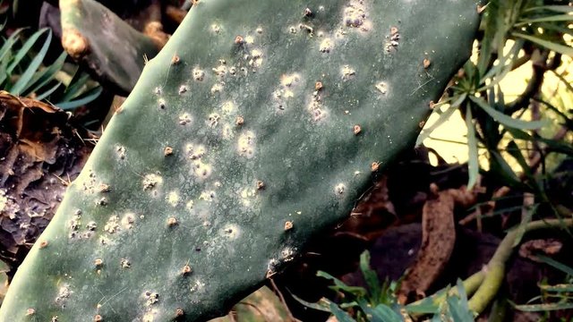 Opuntia ficus-indica mit Cochenilleschildl&auml;usen