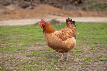 Brown chiken