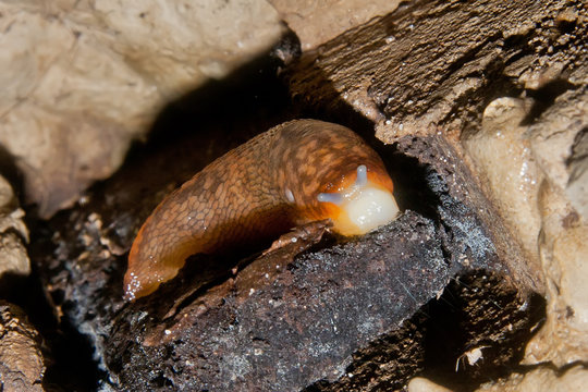 Slug in an underground sewer concrete tunnel 
