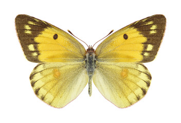 Butterfly Colias myrmidone on a white background