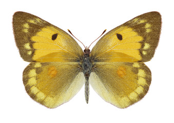 Obraz na płótnie Canvas Butterfly Colias myrmidone ermak on a white background