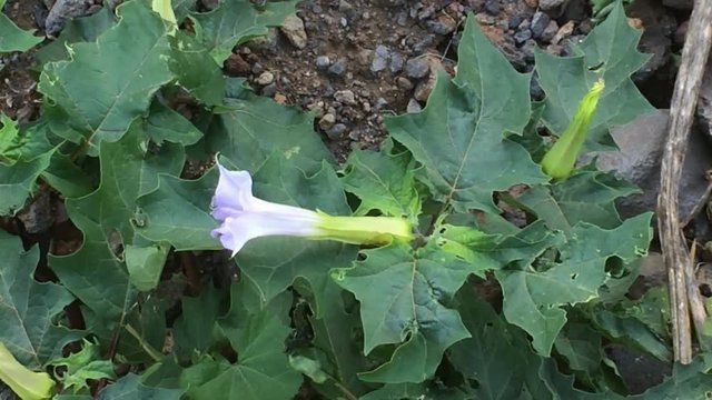 Datura stramonium, Gemeiner Stechapfel