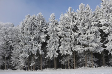 Verschneiter Wald