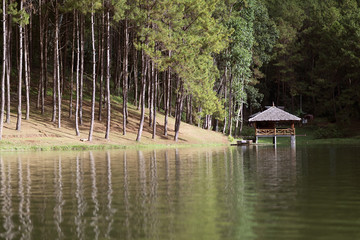 Camping in the woods by the river