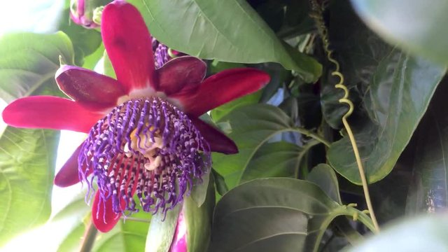 Passiflora alata, Bl&uuml;te