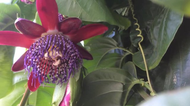 Passiflora alata, Bl&uuml;te