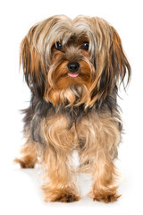 Yorkshire Terrier bleckt die Zunge