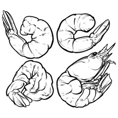 Shrimp cocktail drawing on a white background. seafood for a par