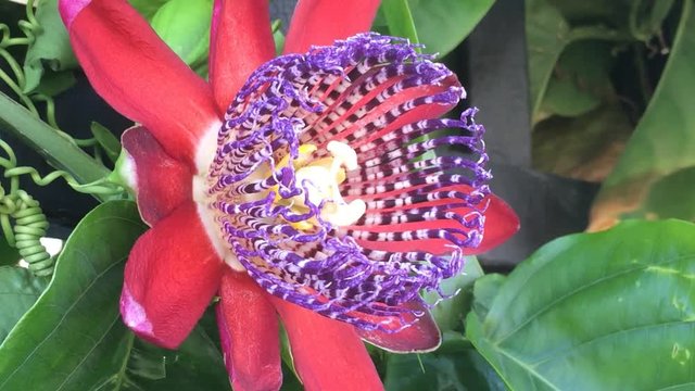 Passiflora alata, Bl&uuml;te