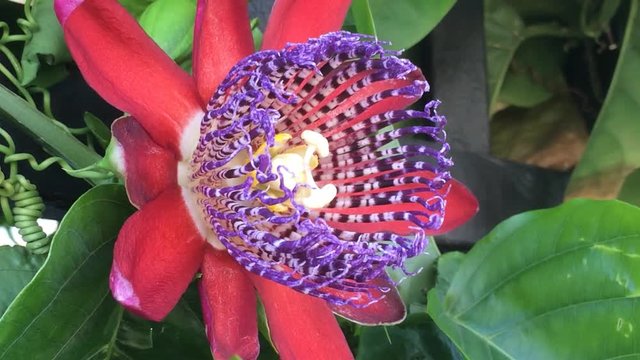 Passiflora alata, Bl&uuml;te