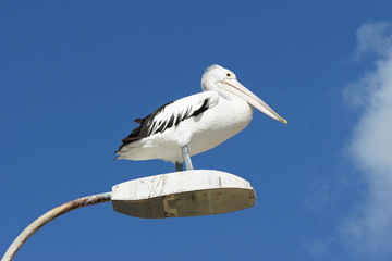 Brillenpelikan, Emu Bay, Kangaroo Island, Australien
