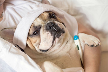 sick french bulldog dog with headache in bed resting