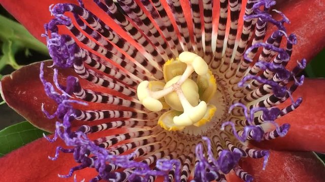 Passiflora alata, Bl&uuml;te
