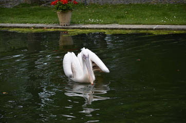 Pelican