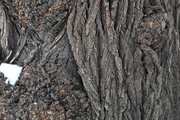 The textured surface of the multi-year bark of deciduous tree in the forest