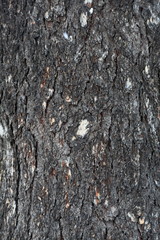 The textured surface of the multi-year bark of deciduous tree in the forest