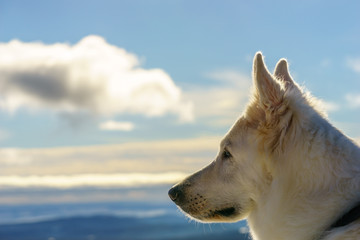 Weißer schweizer Schäferhund mit wunderschöner Aussicht