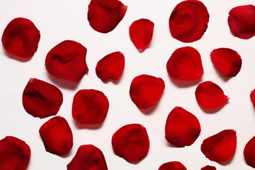 Petals of a red rose on a white wooden table.