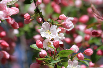Fototapeta na wymiar Spring background. Branches of fresh, pink, soft spring apple tree blossoms close up. Very shallow depth of field, horizontal composition..