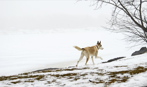 Running dog in beautiful winter landscape with fog on lake