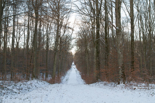 Stuttgarter Wald