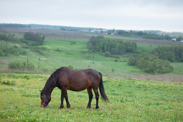 Fototapeta na wymiar brown horse