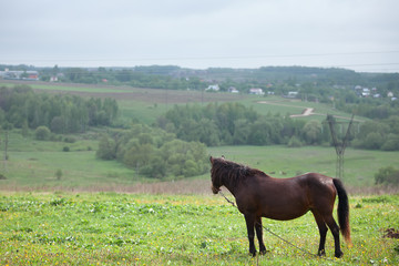 Obraz premium brown horse