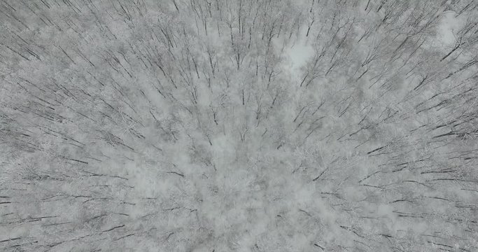 Dorne flight over the snow-covered greenwood forest. Camera moves among trees