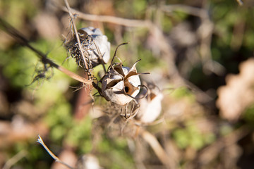 Nigelle de Damas