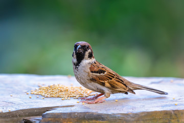 Eurasian tree sparrow(passer montanus), beautiful bird was eating food in garden.