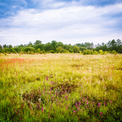 Fototapeta na wymiar Spring landscape with meadow and forest in the morning. Nature of Russia.