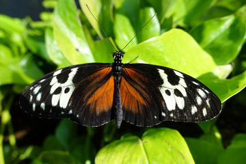 Tiger Longwing butterfly (Heliconius hecale),close up