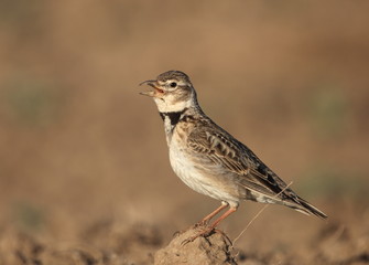 Calandra lark