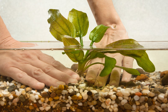 hands of aquarist planting water plant echinodorus in aquarium