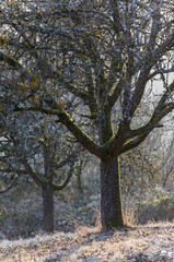 Fototapeta premium apple trees in winter in evening light
